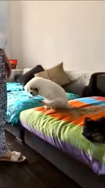 爆料沙发搞笑视频下载  第3张